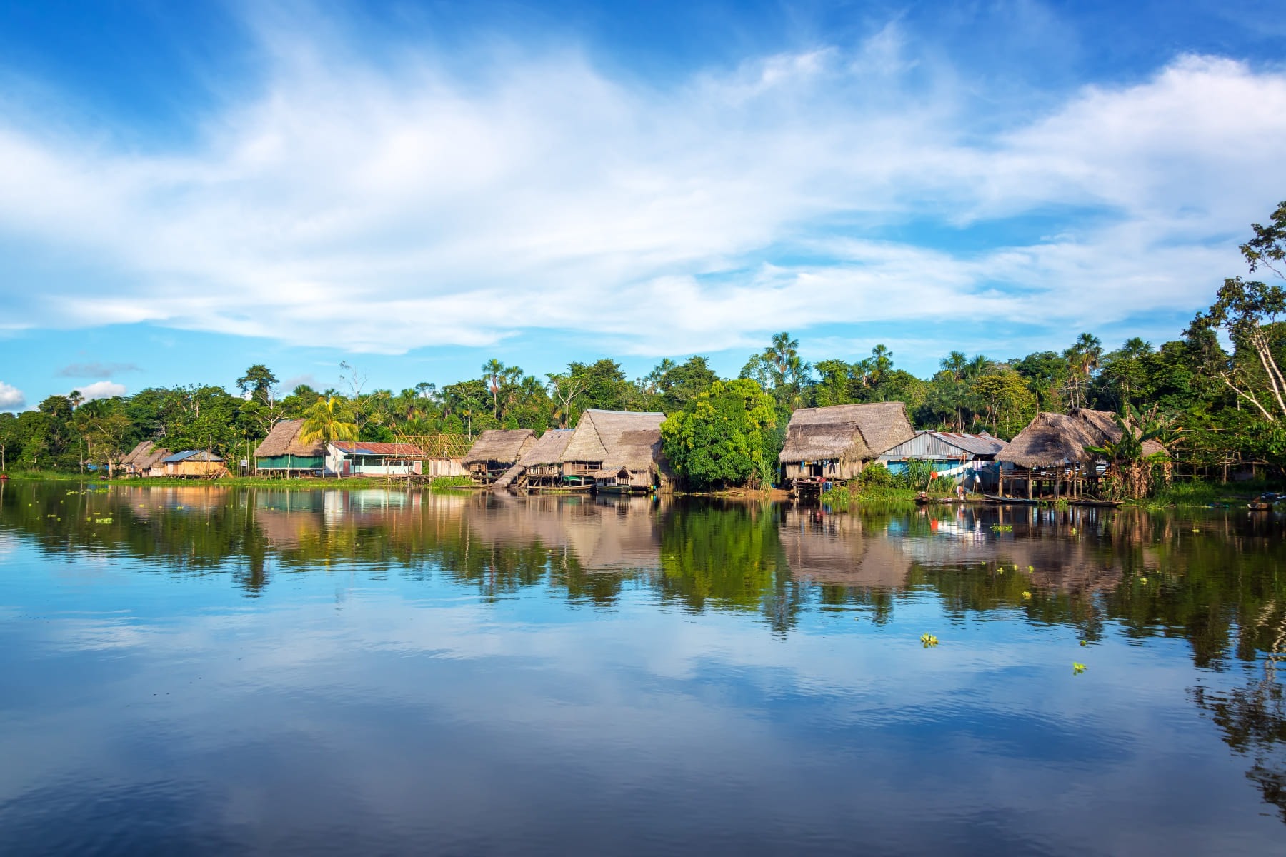 Victoria regia, el nenúfar gigante del Amazonas